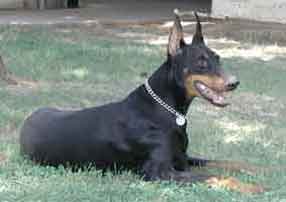                      mon doberman
